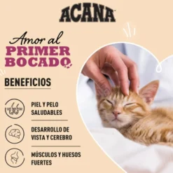 Acana First Feast ração para gatinhos