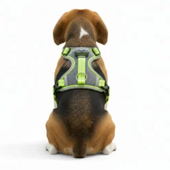 All For Paws K-Nite Peitoral com luz para cães