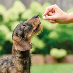 Beaphar desparasitante interno natural para cães