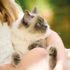 Beaphar Snacks Anti-Stress para gatos