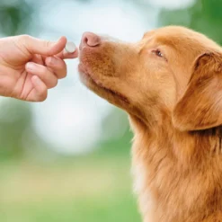 Beaphar Vermipure Repelente Interno Natural em comprimidos para cães de porte médio e grande