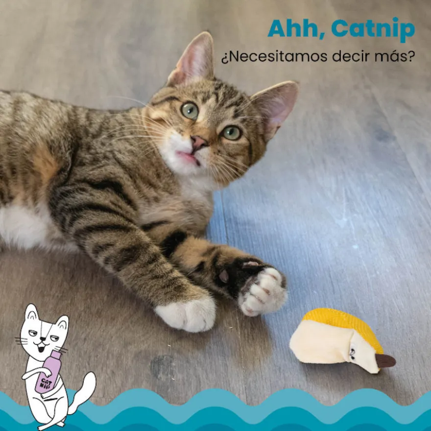 Catstages Dental Peluche Banana para gatos