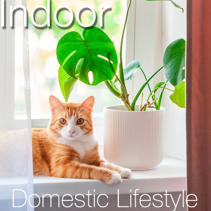 Catxtreme Adult Indoor Sterilised Ração de frango para gatos