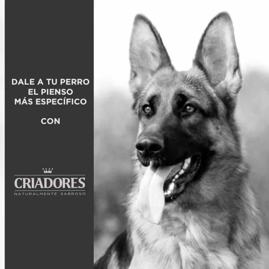 Criadores Adult Borrego e Arroz ração para cães de porte médio e grande
