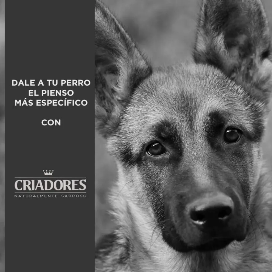 Criadores Adulto Salmão e Arroz ração para cães de porte médio e grande
