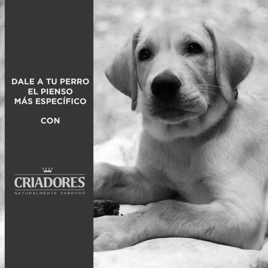 Criadores Frango e Arroz ração para cachorros de raças grandes