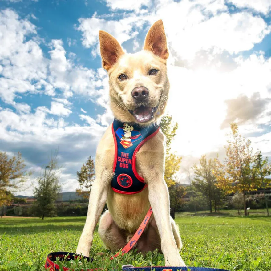 DC Comics Super Pets Peitoral estampado para cães