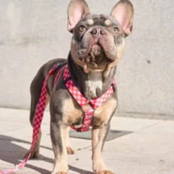 Dukier Arnês Clássico Design Berry Love para cães