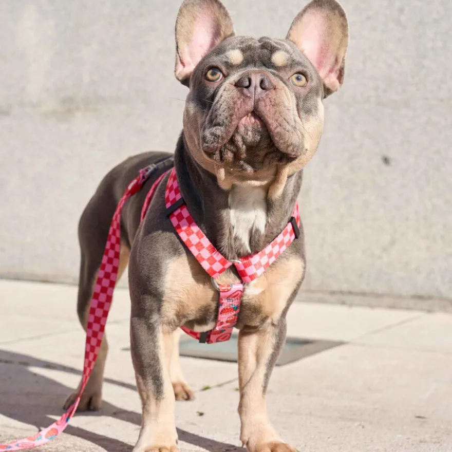Dukier Arnês Clássico Design Berry Love para cães