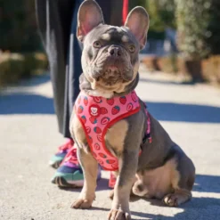 Dukier Arnês Reversível estampado Berry Love para cães