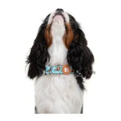 Dukier Coleira com Estampado de Tartarugas para cães