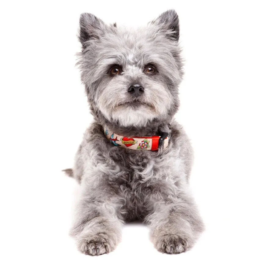 Dukier Coleira com Estampado de tatuagens para cães
