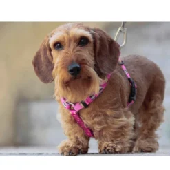 Dukier Dogtella Clássico Peitoral estampado de Nutella para cães