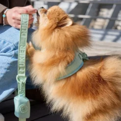 Dukier Trela Cor verde para cães