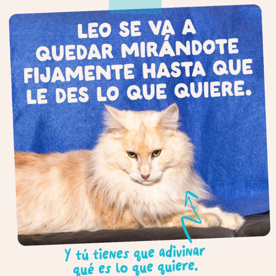 Edgard & Cooper Comida húmida de atum e frango em molho em saquetas para gatos