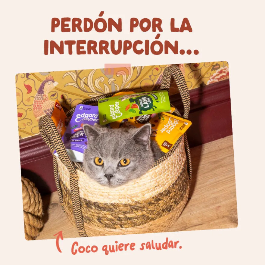 Edgard & Cooper Comida húmida de truta e frango em molho me saquetas para gatos