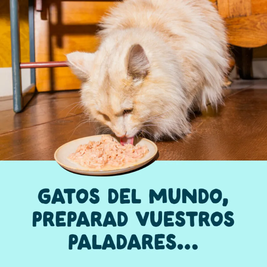 Edgard & Cooper Comida húmida Filetes de Atum e Camarão em Caldo em lata para Gatos