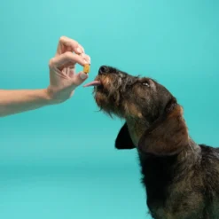 Edgard & Cooper Snacks Mini de Frango para cães