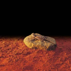 Exo Terra Heat Wave Pedra de aquecimento para terrários
