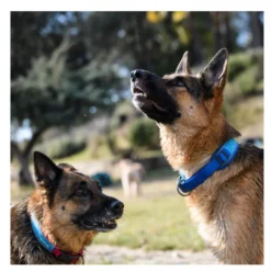 Freedog Cool Pro Tech Coleira Azul para cães