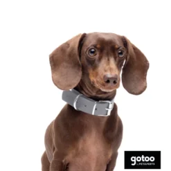 Gotoo Coleira Biothane Cinzenta para cães