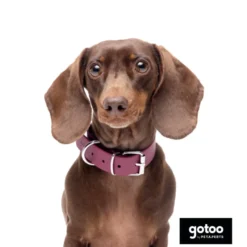 Gotoo Coleira Biothane vermelho vinho para cães