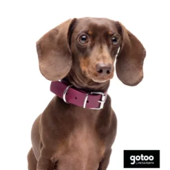 Gotoo Coleira Biothane vermelho vinho para cães