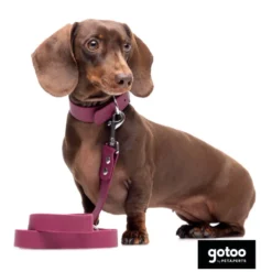 Gotoo Coleira Biothane vermelho vinho para cães
