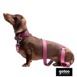Gotoo Coleira Biothane vermelho vinho para cães