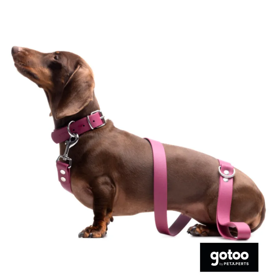 Gotoo Coleira Biothane vermelho vinho para cães