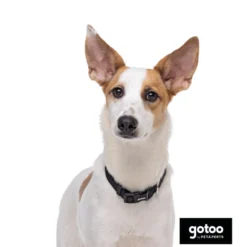 Gotoo Coleira de nylon preta para cães