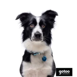 Gotoo Coleira mesh turquesa para cães