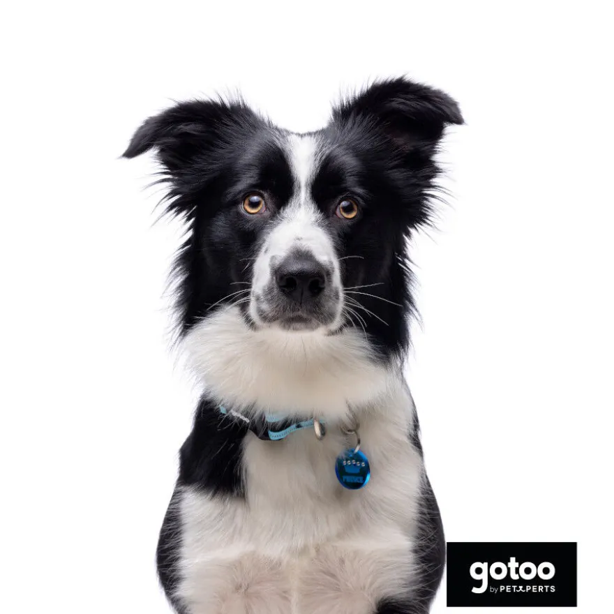 Gotoo Coleira mesh turquesa para cães