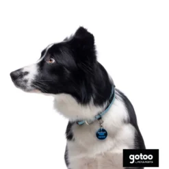 Gotoo Coleira mesh turquesa para cães