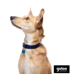 Gotoo Coleira vegan azul para gatos