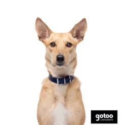 Gotoo Coleira vegan azul para gatos