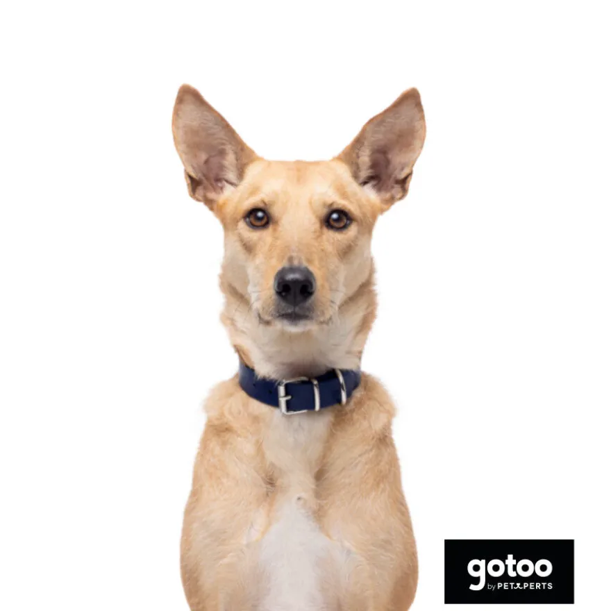 Gotoo Coleira vegan azul para gatos