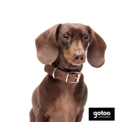 Gotoo Coleira vegan castanho para cães