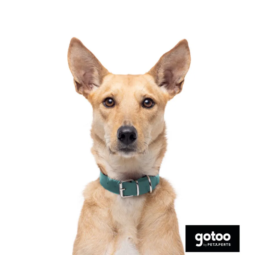 Gotoo Coleira vegan verde para cães