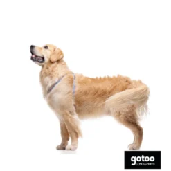 Gotoo Peitoral riscas zig- zag para cães
