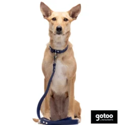Gotoo Trela Biothane azul para cães