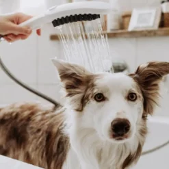 Hansgrohe Chuveiro Branco para cães