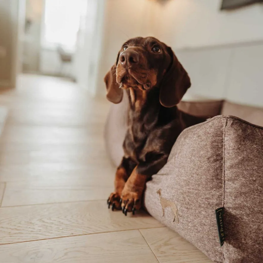 Hunter Boston Cozy Sofá Castanho para cães