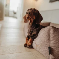 Hunter Boston Cozy Sofá Castanho para cães