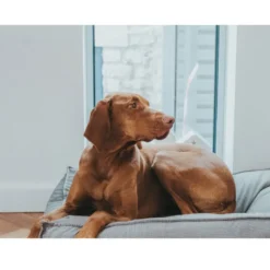 Hunter Lancaster Cama Cinzenta para cães