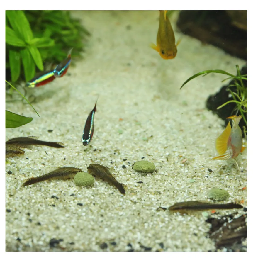 JBL Novopleco Comprimidos para peixes de fundo