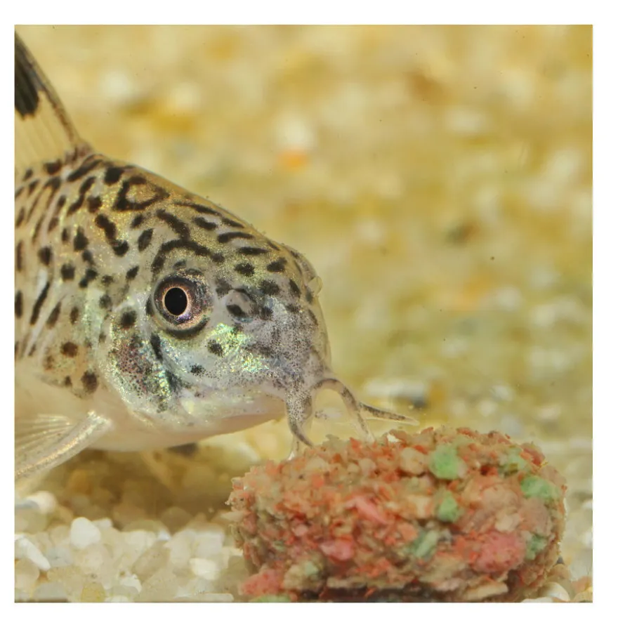 JBL Novotab Comprimidos para peixes