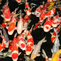 JBL ProPond Flakes Comida para peixe