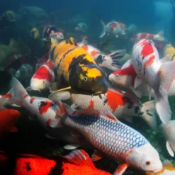 JBL ProPond Flakes Comida para peixe