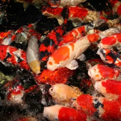 JBL ProPond Flakes Comida para peixe